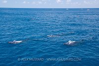 Whale Shark Tourism. Mexico