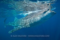 Whale Shark. Mexico
