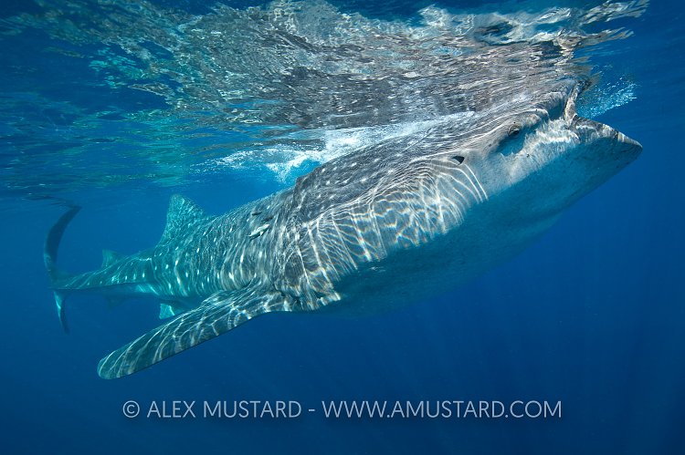 Whale Shark. Mexico