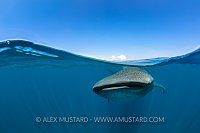 Whale Shark Split. Mexico