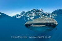 Whale Shark Split. Mexico
