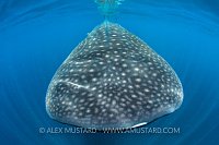 Whale Shark Snout. Mexico