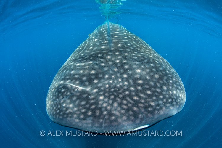 Whale Shark Snout. Mexico