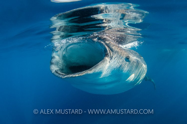 Whale Shark Gape. Mexico