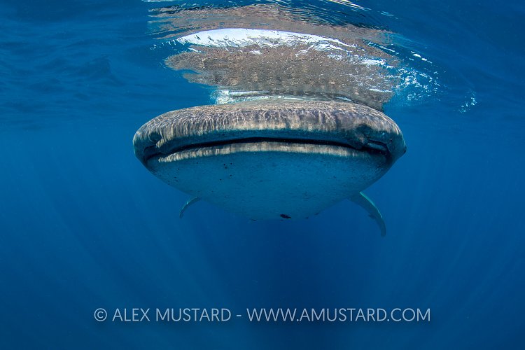 Whale Shark Cruising. Mexico