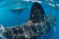 Four Whale Sharks. Mexico