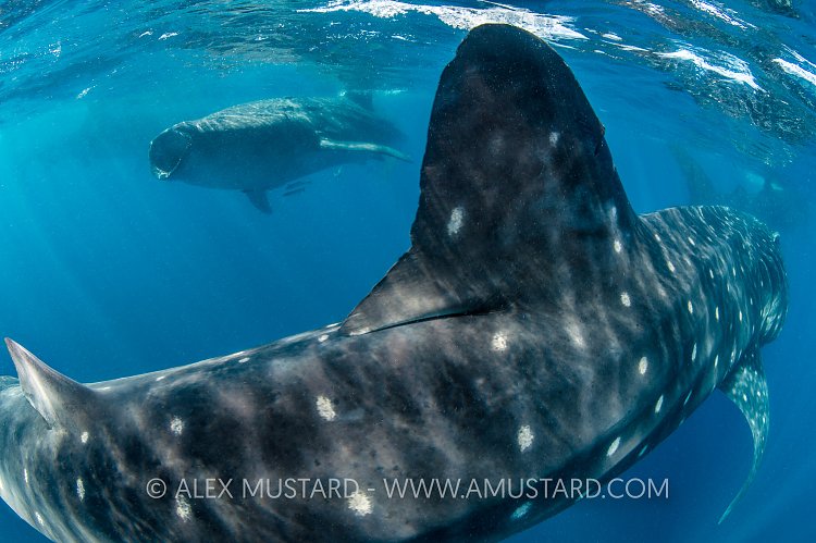Four Whale Sharks. Mexico