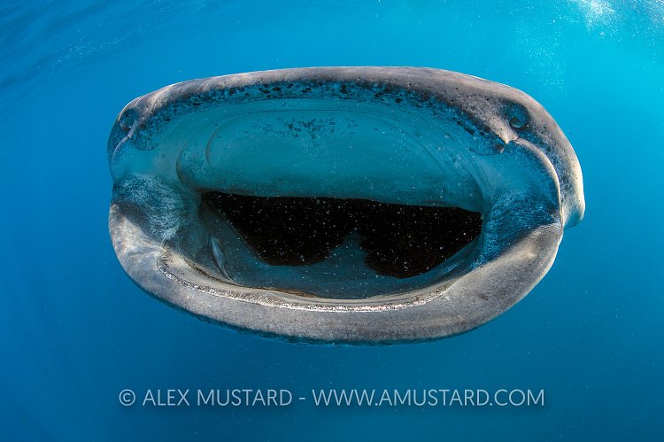 Whale Shark Jaws. Mexico
