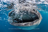 Whale Shark Bubbles. Mexico
