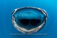 Whale Shark Jaws. Mexico