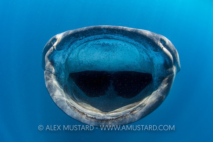 Whale Shark Jaws. Mexico