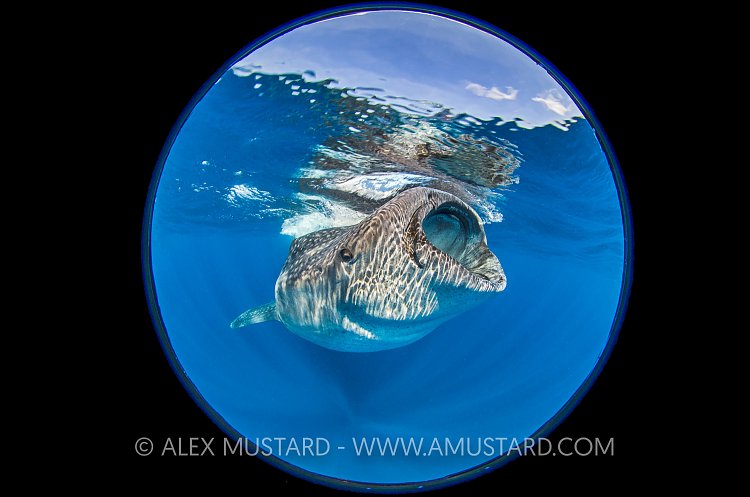 Whale Shark. Mexico