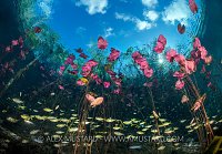 Cenote Scenery. Mexico