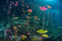 Lillies In Cenote. Mexico