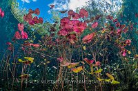 Cenote Scenery. Mexico