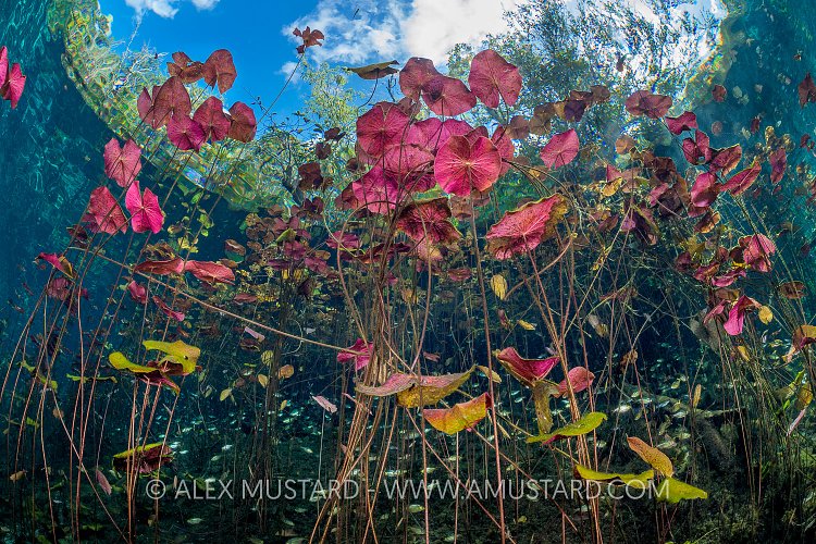 Cenote Scenery. Mexico