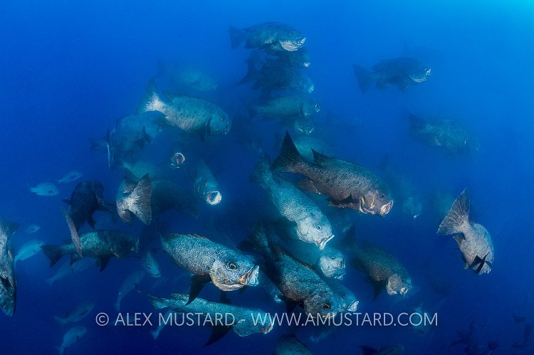 Snapper Feasting On Eggs. Palau
