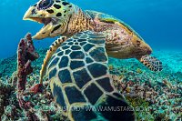 Hawksbill Feeding. Palau