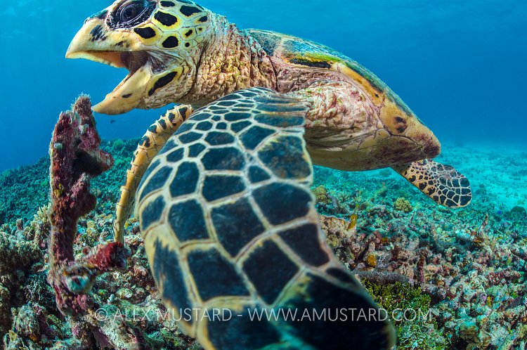 Hawksbill Feeding. Palau