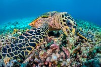 Turtle Feeding. Palau