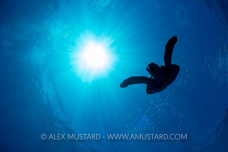 Turtle Diving Silhouette. Palau