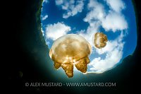 Jellies In The Sky. Palau