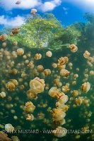 Jellies Below Trees. Palau