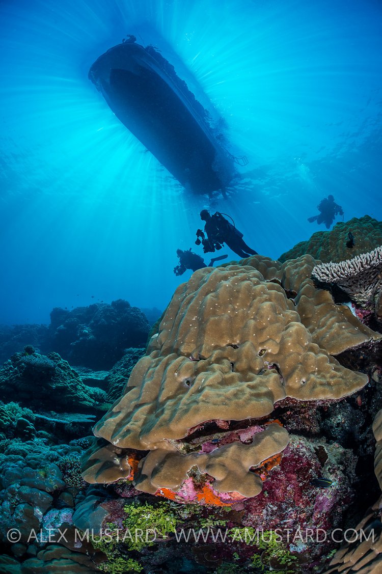 Divers Over Reef. Palau.