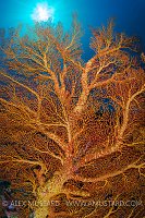 Seafan And Sun Burst. Palau