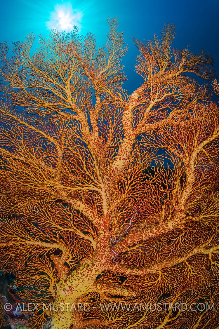 Seafan And Sun Burst. Palau