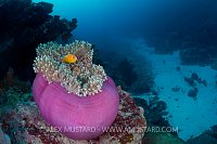 Anemone Reef Scene. Palau