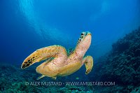 Green Turtle. Palau
