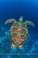 Green Turtle. Palau