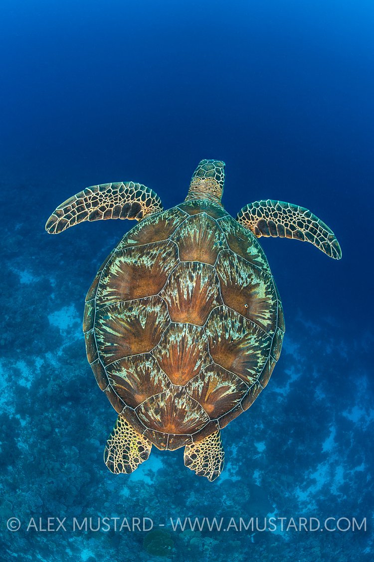 Green Turtle. Palau