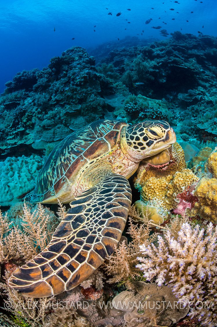 Green Turtle. Palau