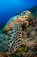 Hawksbill On Reef Palau