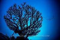 Branching Coral Silhouette. Palau