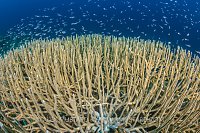 Coral And Cardinals. Palau