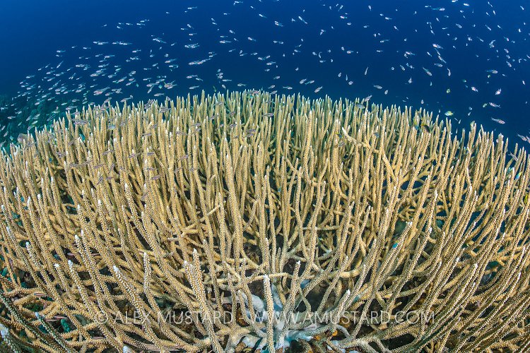 Coral And Cardinals. Palau