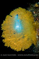 Seafan In Cavern. Palau