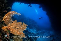 Seafan And Diver. Palau