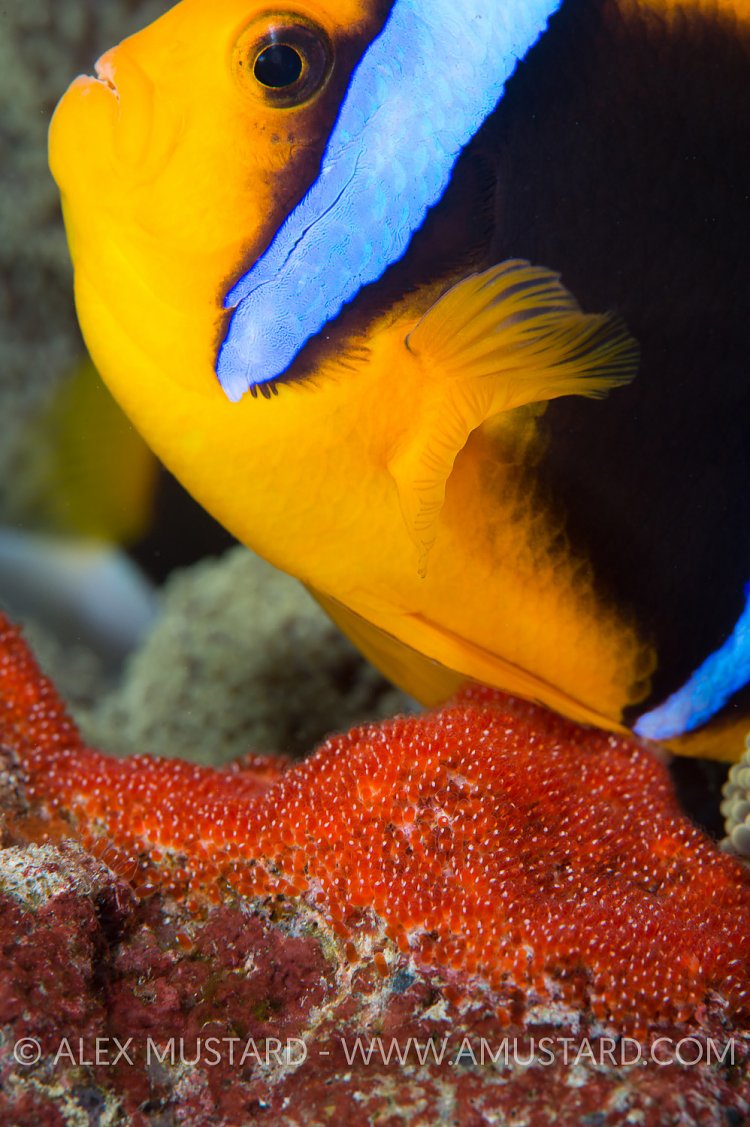 Egg Laying Anemonefish. Palau