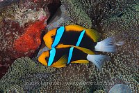 Anemonefish Tend Eggs. Palau