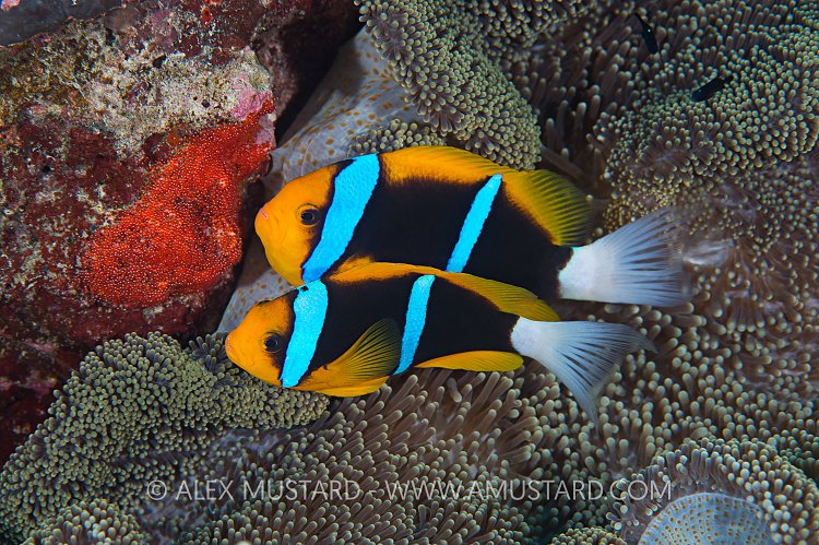 Anemonefish Tend Eggs. Palau