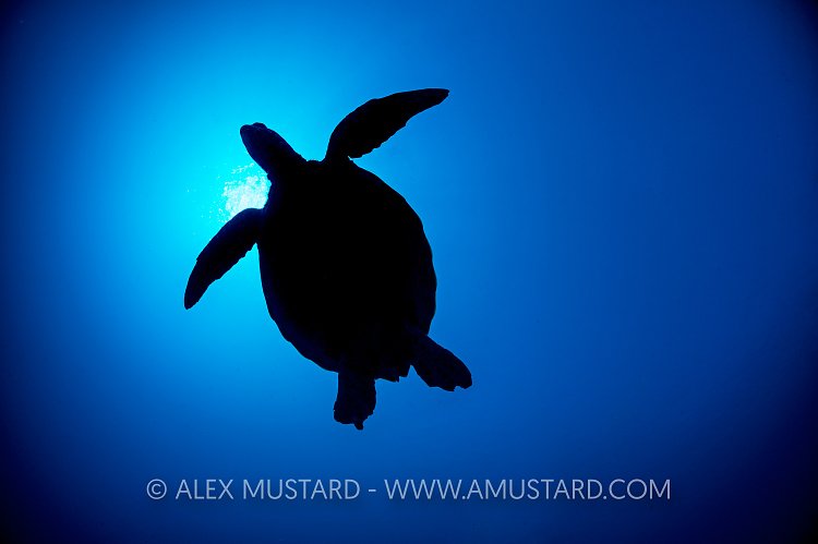 Green Turtle Silhouette. Palau