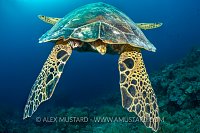 Green Turtle Butt. Palau