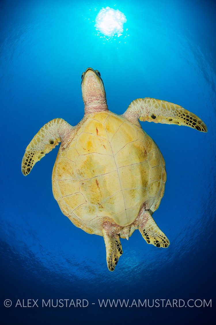 Green Turtle From Below. Palau