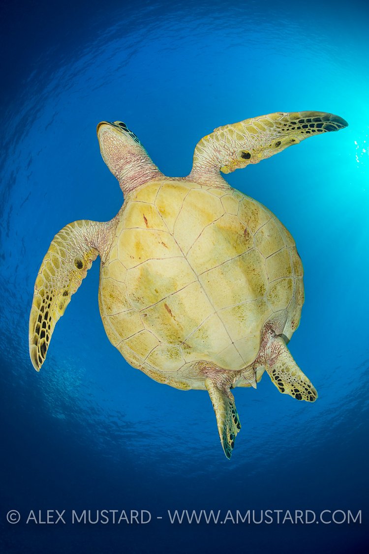 Green Turtle From Below. Palau