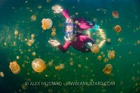 Snorkelling With Jellyfish. Palau