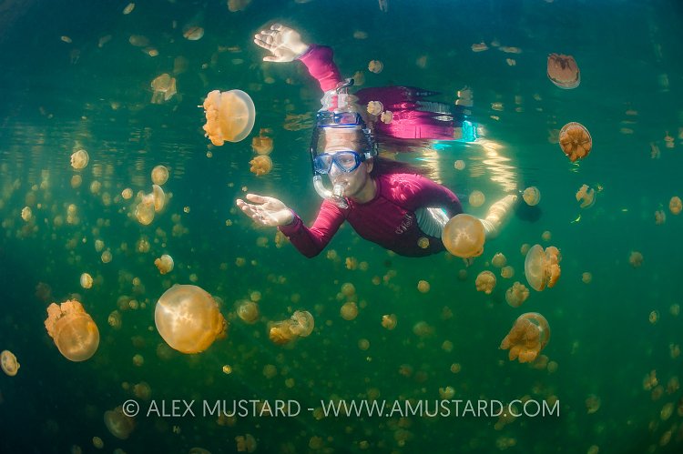 Snorkelling With Jellyfish. Palau